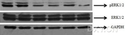 免疫和蛋白生物学实验
