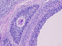 组织形态学检测实验