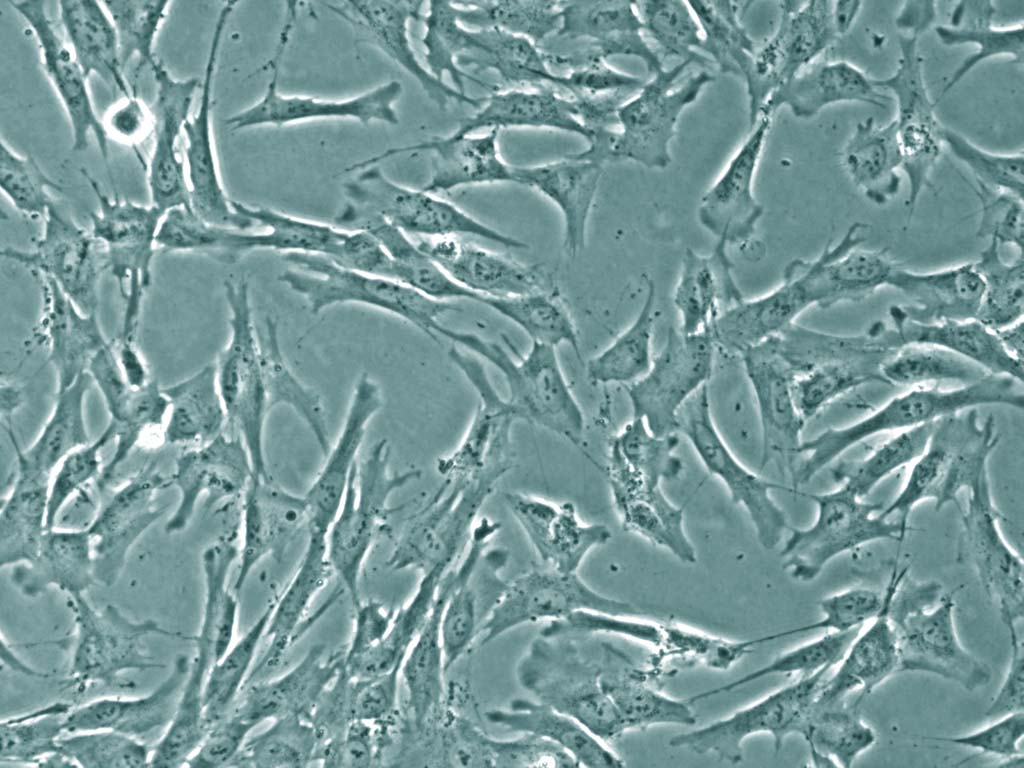 常用细胞株销售